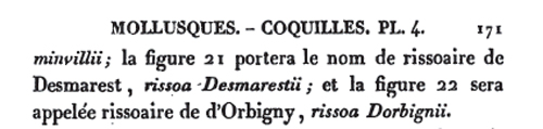 Rissoidae nel Mediterraneo: Genere Alvania